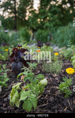 Städtische Garten mit Gemüse und Blumen Stockfoto