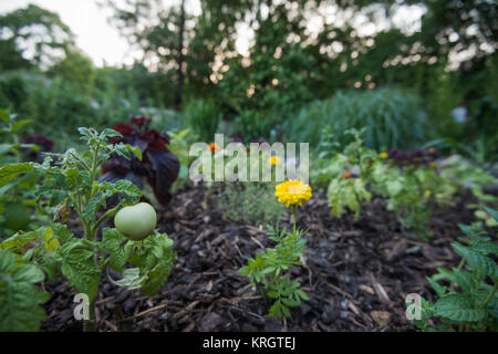 Städtische Garten mit Gemüse und Blumen Stockfoto