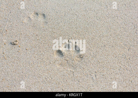 Hund Fußspuren im Sand Stockfoto
