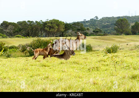 Die Familie - wasserbock - Kobus Ellipsiprymnus Stockfoto