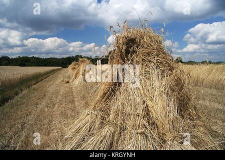 In Stapeln von Korn 1 angeordnet Stockfoto