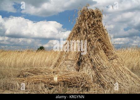 In Stapeln von Korn 3 angeordnet Stockfoto