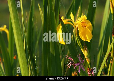 Iris unter dem Grün in der Tau Stockfoto