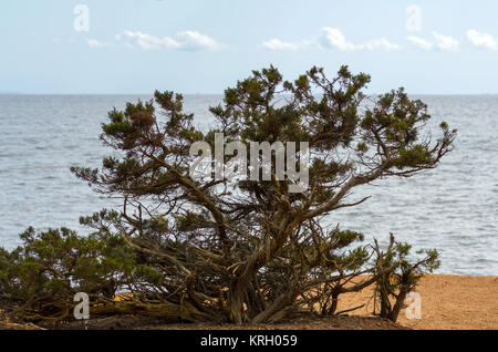 Baum am Strand Stockfoto