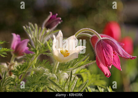 Gemeiner Pasque pulsatilla vulgaris in weiß-lila und rosa Stockfoto