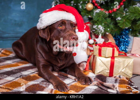 Der schwarze Labrador Retriever sitzend mit Geschenke zu Weihnachten Dekorationen Hintergrund Stockfoto