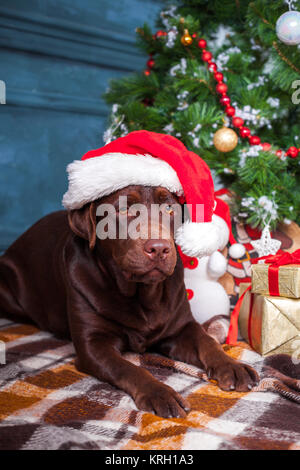 Der schwarze Labrador Retriever sitzend mit Geschenke zu Weihnachten Dekorationen Hintergrund Stockfoto