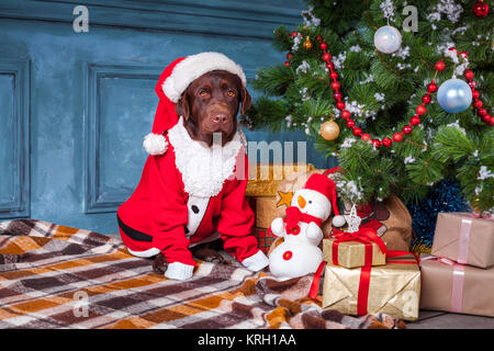 Der schwarze Labrador Retriever sitzend mit Geschenke zu Weihnachten Dekorationen Hintergrund Stockfoto