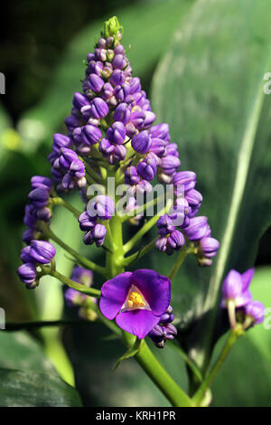 Blauer Ingwer dichorisandra thyrsiflora Stockfoto