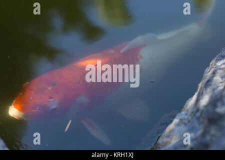 Japanische Koi Fische in einem Teich Garten. Stockfoto