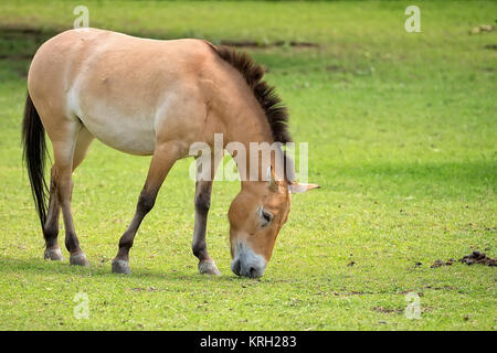 Przewalski Pferd auf einer Lichtung Stockfoto