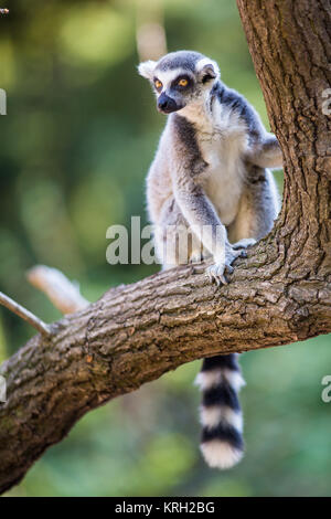 Lemur Kata (Lemur Catta) Stockfoto