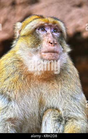 Barbary macaque am Ouzoud Wasserfälle in Morocc Stockfoto