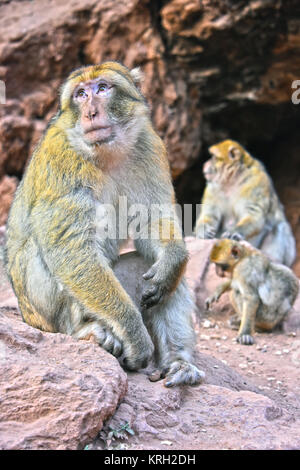 Barbary macaque am Ouzoud Wasserfälle in Marokko Stockfoto