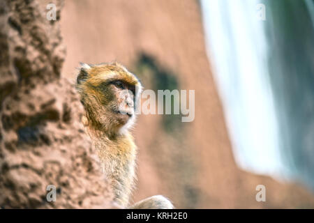 Barbary macaque am Ouzoud Wasserfälle in Marokko Stockfoto