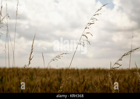 Weizenpflanzen in einem Feld Stockfoto