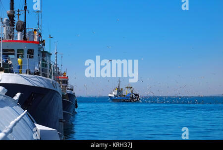 Möwen schwebt über ein Schiff. Stockfoto