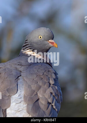 Ringeltaube Columba palumbus portrait winter Stockfoto