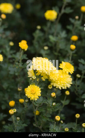 Blumen Chrysanthemum 'Jante Wells'. Stockfoto