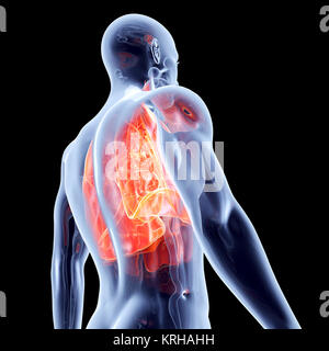 Die Lunge. 3D gerendert anatomische Abbildung. Stockfoto