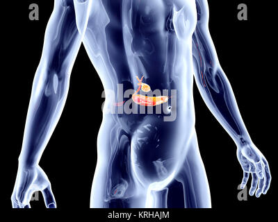 Biliären Innenorgane. 3D gerendert anatomische Abbildung. Stockfoto