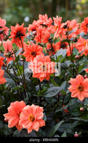 Dahlie 'Bischof von Blumen Llandaff'. Stockfoto