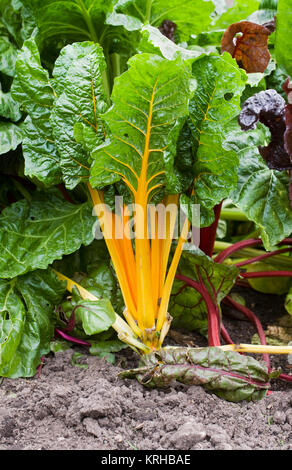 Beta vulgaris. Rainbow Mangold im Gemüsegarten. Stockfoto