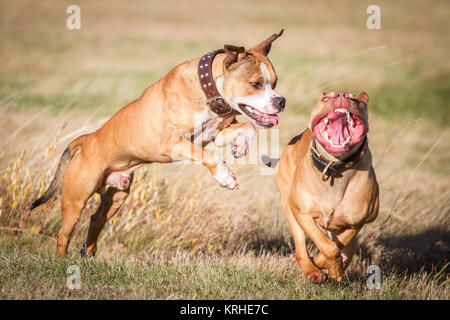 Bulldog & Working Pit Bulldog Laufen und Spielen an einem sonnigen Sommertag Stockfoto