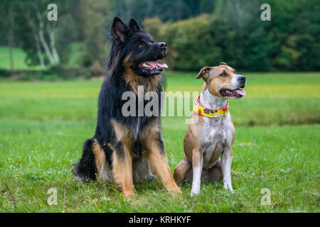 Hundefreunde - Deutscher Schäferhund und American Staffordshire Terrier Stockfoto