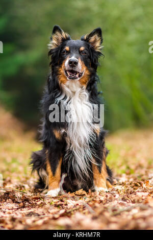 Senior Australian Shepherd alter Hund Stockfoto