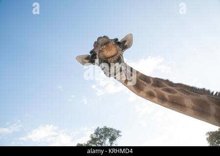 Rothschild Giraffe die Giraffe Center, Nairobi, Kenia, Ostafrika Stockfoto