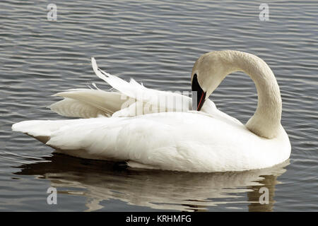 Schöne Trumpeter Swan putzen ihre Federn wie Sie schwimmt auf dem ruhigen blauen Wasser Stockfoto