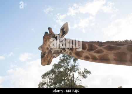 Rothschild Giraffe die Giraffe Center, Nairobi, Kenia, Ostafrika Stockfoto