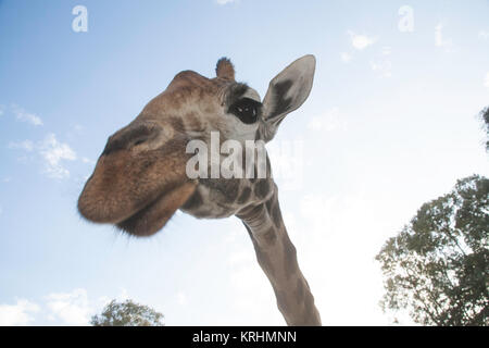 Rothschild Giraffe die Giraffe Center, Nairobi, Kenia, Ostafrika Stockfoto