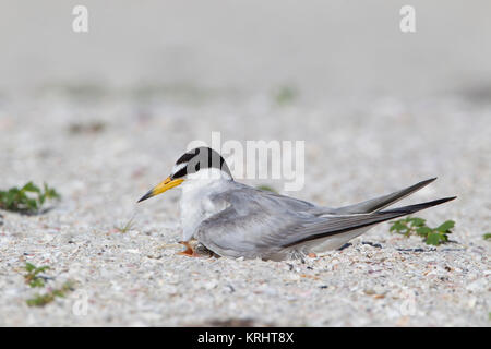 Mindestens Tern mit Küken auf Florida Küste Stockfoto