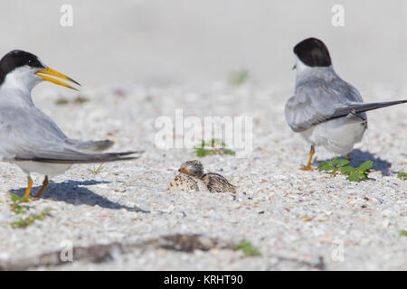 Mindestens Tern mit Küken auf Florida Küste Stockfoto