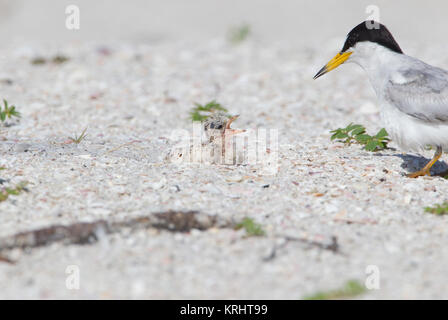 Mindestens Tern mit Küken auf Florida Küste Stockfoto