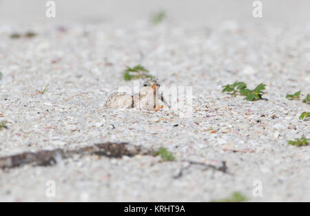 Mindestens Tern mit Küken auf Florida Küste Stockfoto