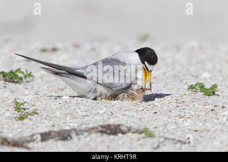 Mindestens Tern mit Küken auf Florida Küste Stockfoto