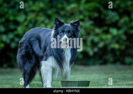 Mit schwarzen und weißen Border Collie. Stockfoto