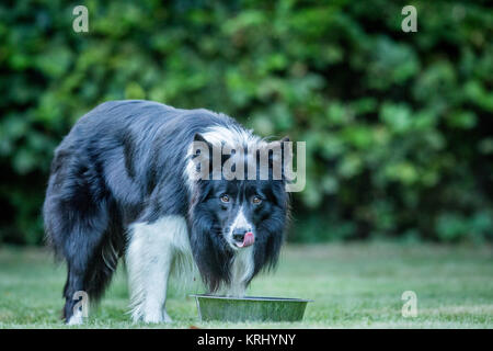 Mit schwarzen und weißen Border Collie. Stockfoto