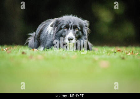 Mit schwarzen und weißen Border Collie. Stockfoto