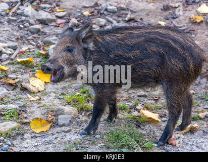 Schwarzer Eber bei Omega Park, Québec, Kanada Stockfoto