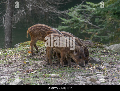 Schwarzer Eber bei Omega Park, Québec, Kanada Stockfoto