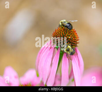 Gemeinsame östlichen Hummeln auf Echinacea Blume Stockfoto