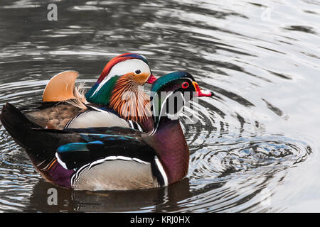 Mandarin Enten auf einem Teich Stockfoto