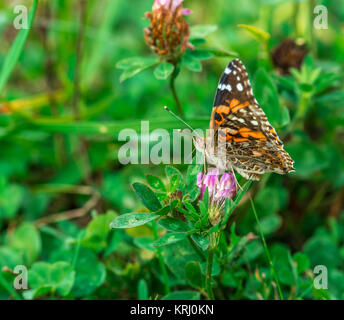 Belle-Dame Schmetterling auf ein Kleeblatt Blume. Stockfoto