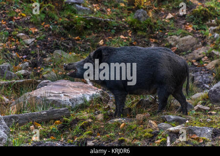 Schwarzer Eber bei Omega Park, Québec, Kanada Stockfoto