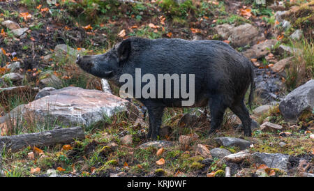 Schwarzer Eber bei Omega Park, Québec, Kanada Stockfoto