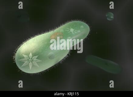 Modell biologischen Mikroorganismen Paramecium Caudatum 3D-Illustration Stockfoto